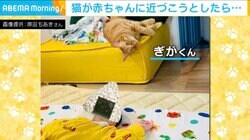 猫が赤ちゃんに近づこうとしたら…プロレス技を喰らったかのような“笑撃”の結末