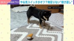 「遊ぼう！」って誘ったよね!? キャッチボール中にまさかの“エンジン停止” 柴犬特有の「急に冷める瞬間」が話題