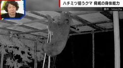 ハチミツ狙うクマ→アクロバティックによじ登り…カメラが捉えた恐るべき身体能力 巣箱はボロボロに