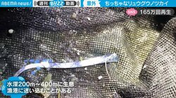 偶然捕獲された深海魚の幼魚 小さくても立派な姿に「神秘的な美しさ」驚きの声