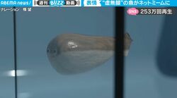 脱力感あふれる“謎の魚”が水槽の壁に何度も衝突する… 中毒性の高い動画がSNS上で話題に 「何度も再生してしまう」「ぶつかる前が愛おしい」
