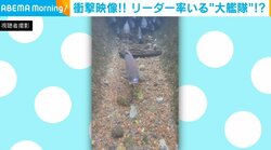 1匹だと思ったらまさかの“大艦隊” 水路を泳ぐ魚の大群の衝撃映像が話題