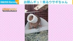 頭にヘチマがすっぽりはまったうさぎ 解放後げっそり→「何か？」表情の変化に飼い主思わず笑う