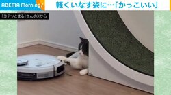 猫がロボット掃除機を軽くいなす“かっこいい姿”に「大人の対応」「達人だwww」と反響続々
