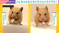 6秒で豆腐を完食!? ハムスターの“もぐもぐ”タイムトライアルレースに熱狂