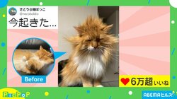 「今起きた…」 寝起き感満載の猫 “髪型ライオン”な姿に「芸術的な寝癖」「どんな寝方をしたら…」反響続々