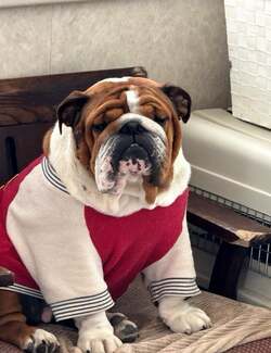  北斗晶、頬にしこりが見つかり入院することになった愛犬「いないと寂しい」 