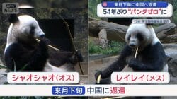 54年ぶり“パンダゼロ”に　来月下旬に中国へ返還　日中関係悪化で今後パンダは？