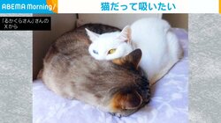 “猫吸い”するオッドアイの白猫 顔をうずめて夢中になっている姿が話題