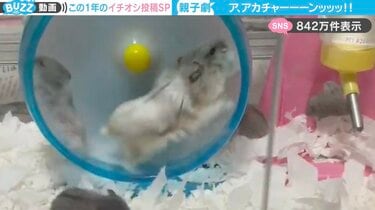 ア、アカチャーーーンッッ！」親子ハムスターの“ドタバタ劇”が、SNSで