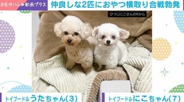 知育おもちゃに励むトイプードル→2匹の性格の違いがあらわに…「これが