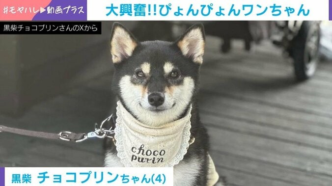 チョコプリンちゃん