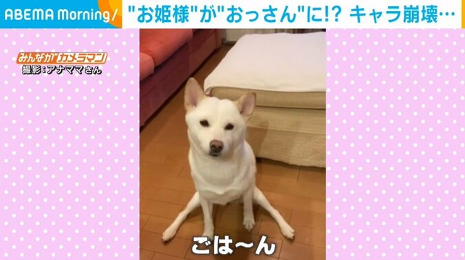 食事中だけお姫様→おっさんキャラに変身 低音ボイスでご飯をおねだりする柴犬にツッコミ 1枚目