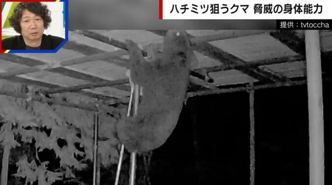 提供：tvtoccha