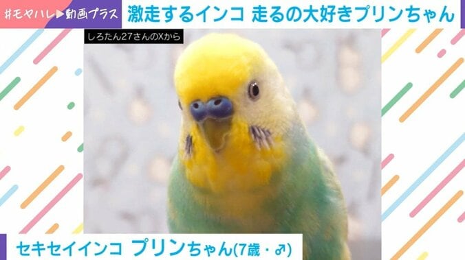 セキセイインコ