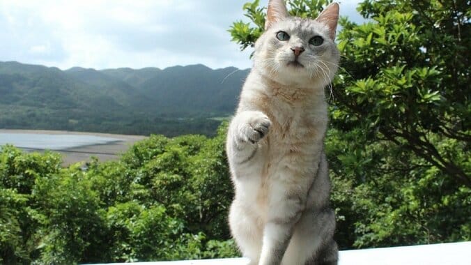 めんそーれニャン！  沖縄・石垣島の「美ら猫」たちにほっこり 1枚目