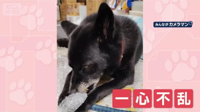 止まらないんだワン