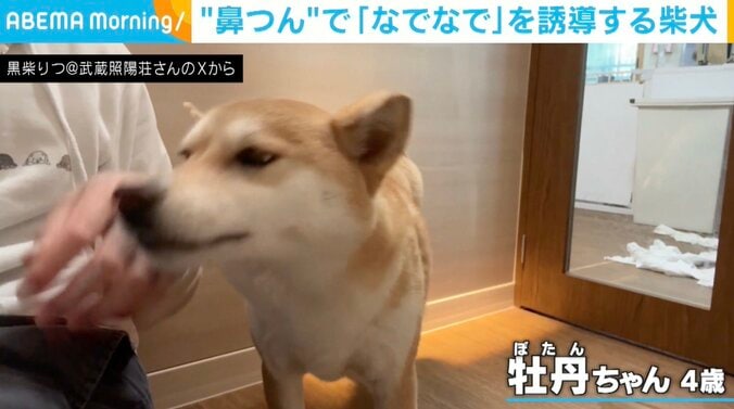 柴犬の牡丹ちゃん