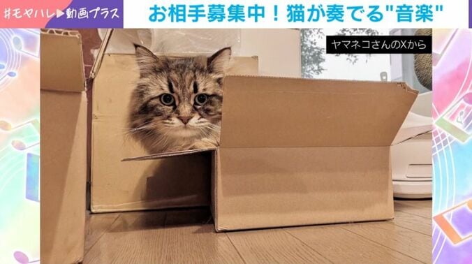 サイベリアンのヤマネコくん