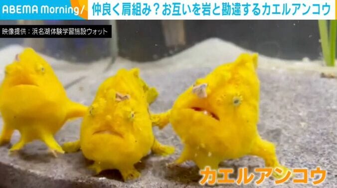 3匹のカエルアンコウ