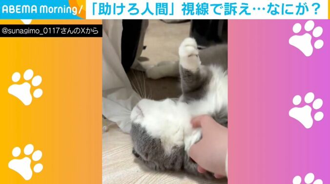 猫のすなぎもくん