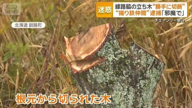 根元から切り倒された木