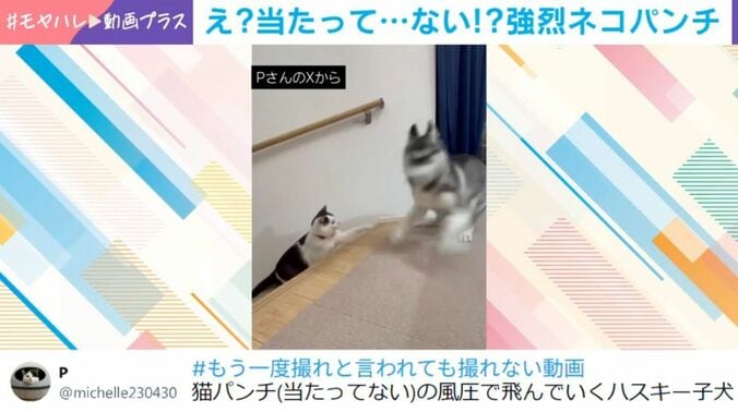 「ミシェル」ちゃんと「ロベルタ」ちゃん