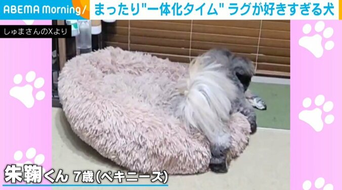 ペキニーズの朱鞠くん