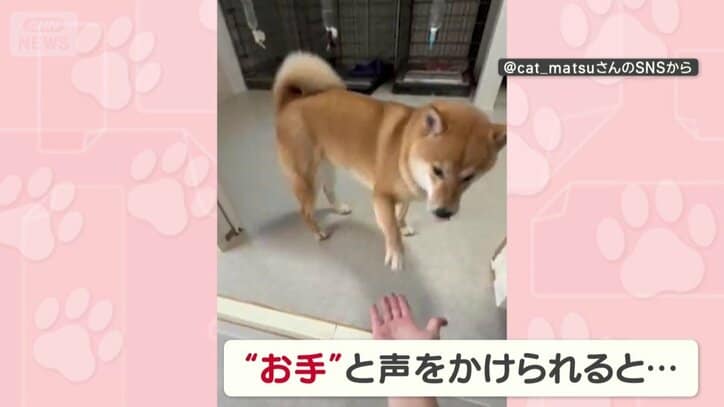 飼い主「お手」