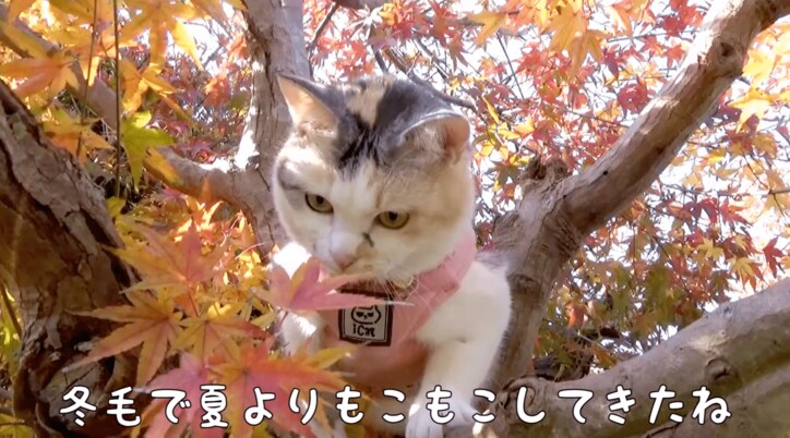 「秋だニャ〜！」　元野良猫のネコ吉が散歩中に出会ったのは…