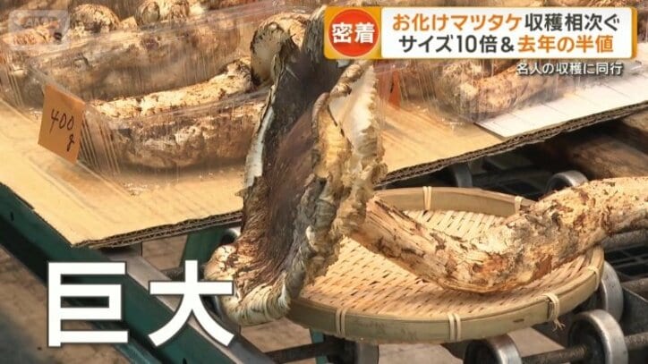 巨大なマツタケ