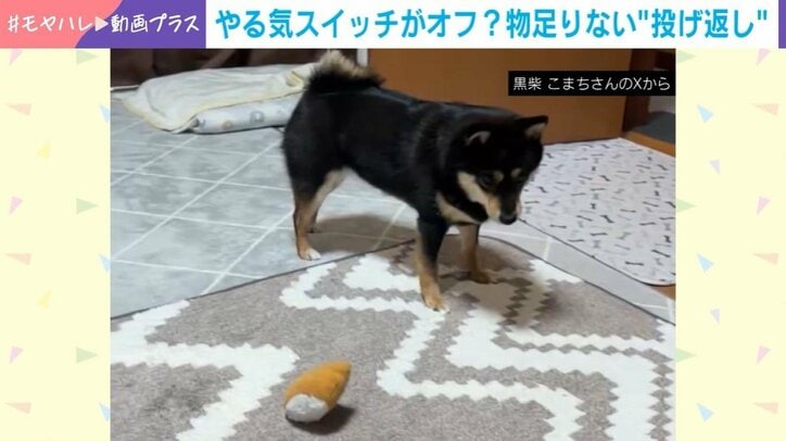 黒柴