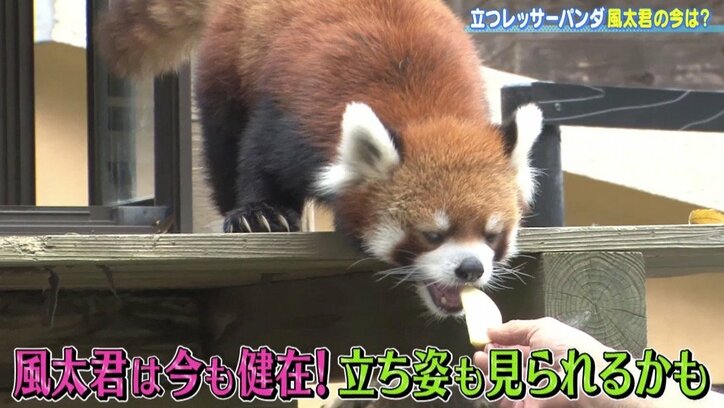 立つレッサーパンダ・風太くんの今! 人間年齢70歳でも可愛さは健在