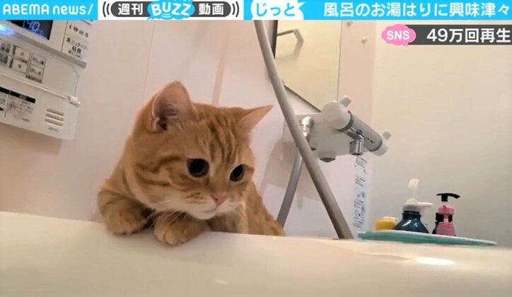 「お湯、入ってるかニャ」風呂場を監視する猫 水場が好きすぎて台所にも見参