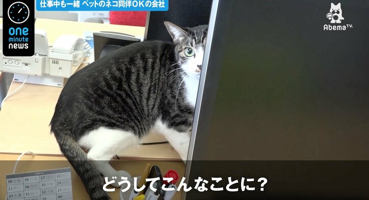 猫同伴okの会社 代表 猫好きの優秀な方が来てくれる その他 Abema Times
