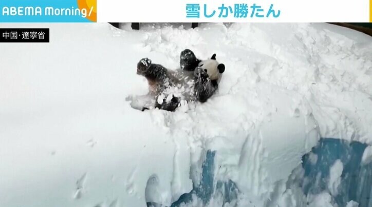 初体験の大雪に「ヒャッハー！」 ジャイアントパンダが大興奮 中国