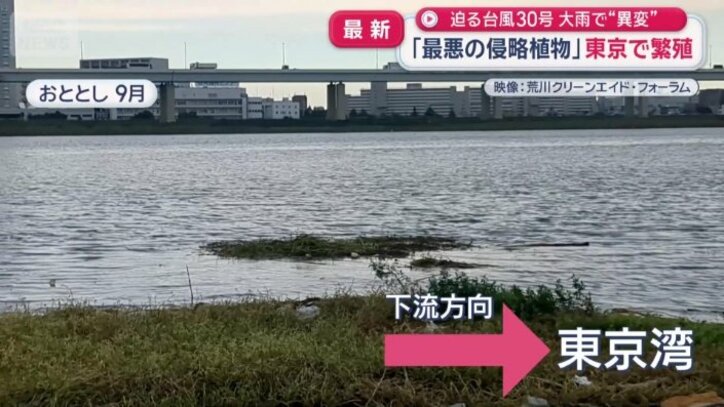 荒川を流れるナガエツルノゲイトウ