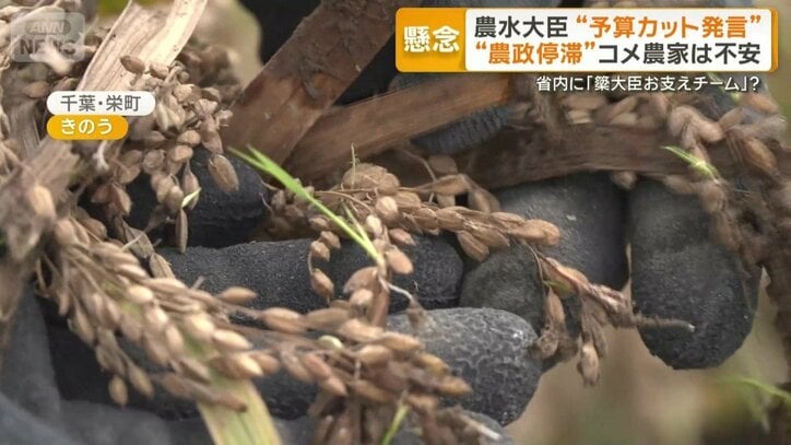 泥をかぶり収穫できなかった稲穂