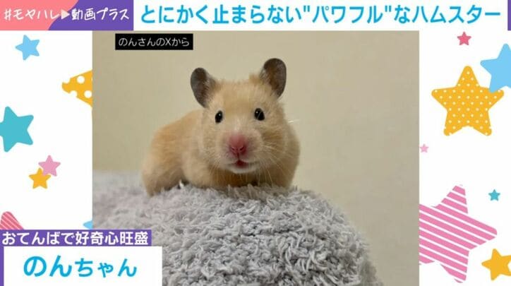 ハムスターののんちゃん
